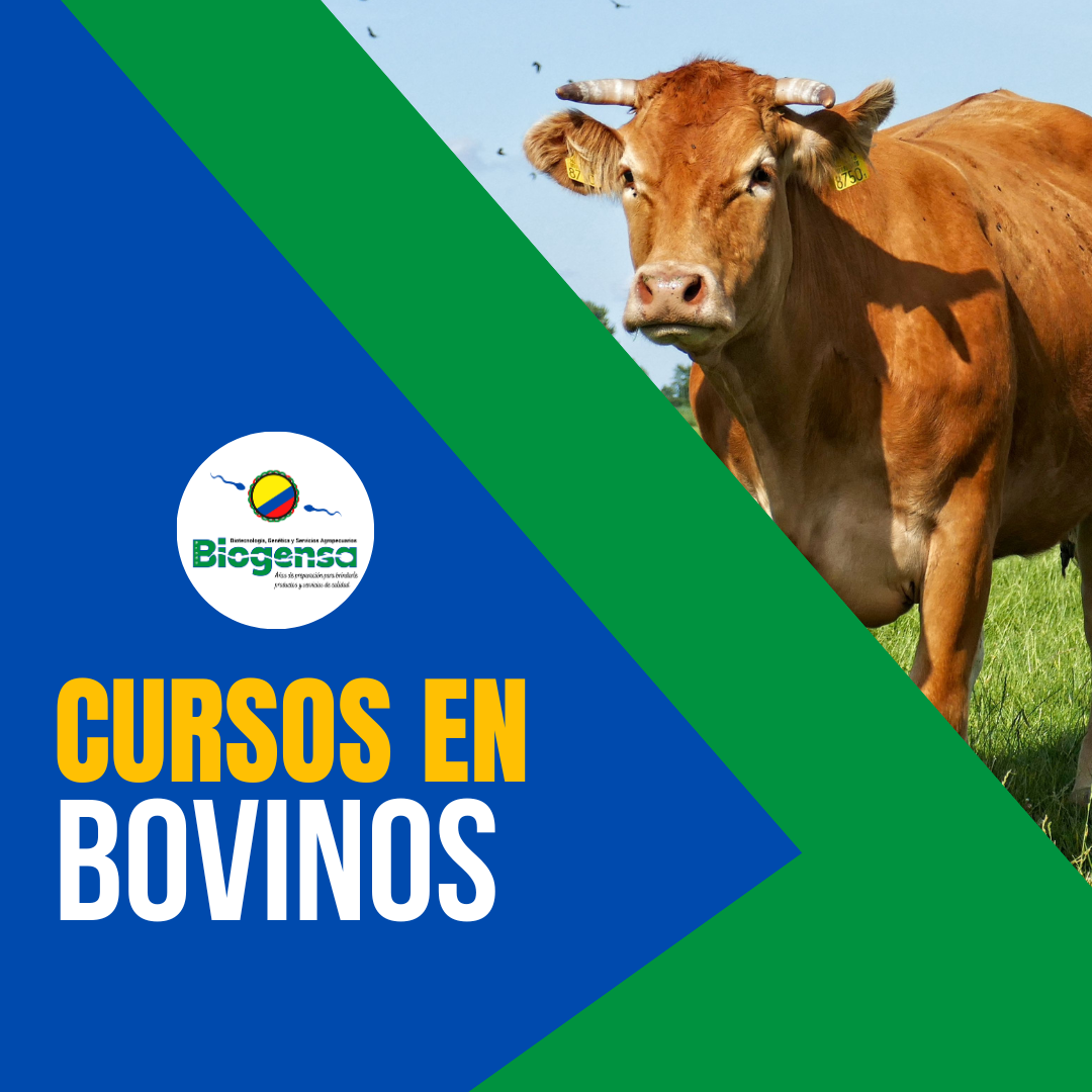 Cursos en Bovinos