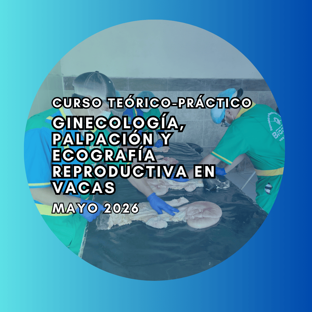 Curso Teórico-Práctico de Ginecología, Palpación y Ecografía Reproductiva en vacas Mayo 2026